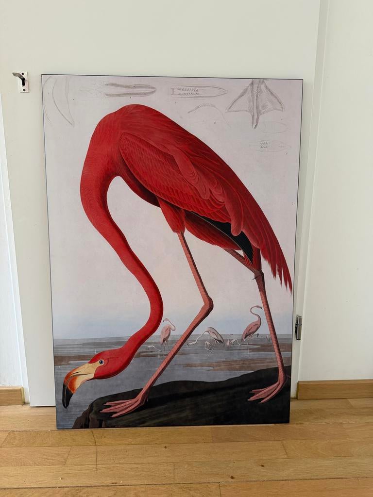 Birds of America Flamingo Poster op Houten Canvas 70x100cm, Ophalen