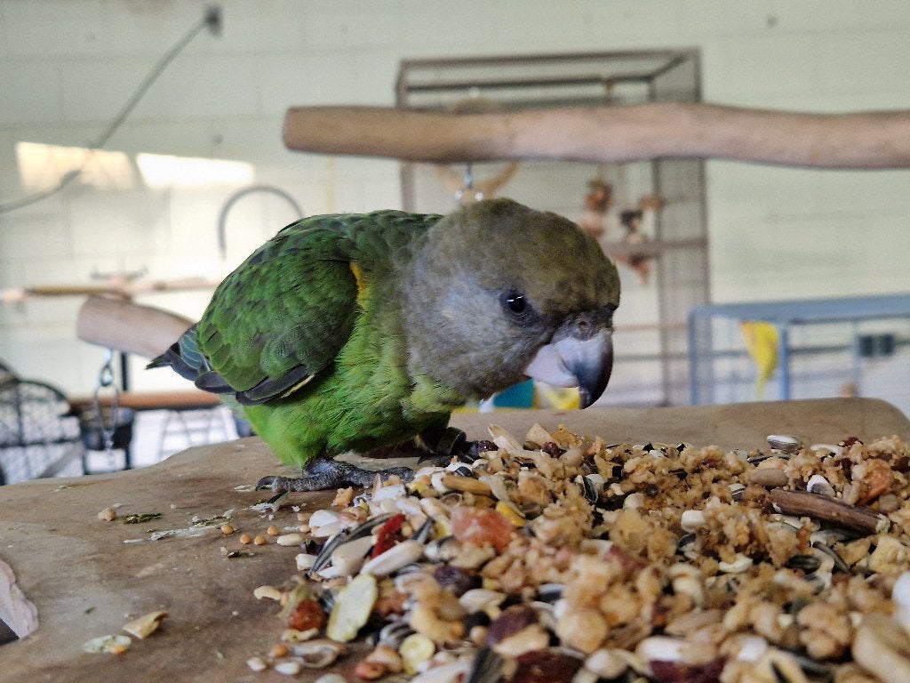 Tamme Bruinkop Papegaaitjes | Jonge vogels | Koppeltje, Dieren en Toebehoren, Meerdere dieren, Papegaai, Tam