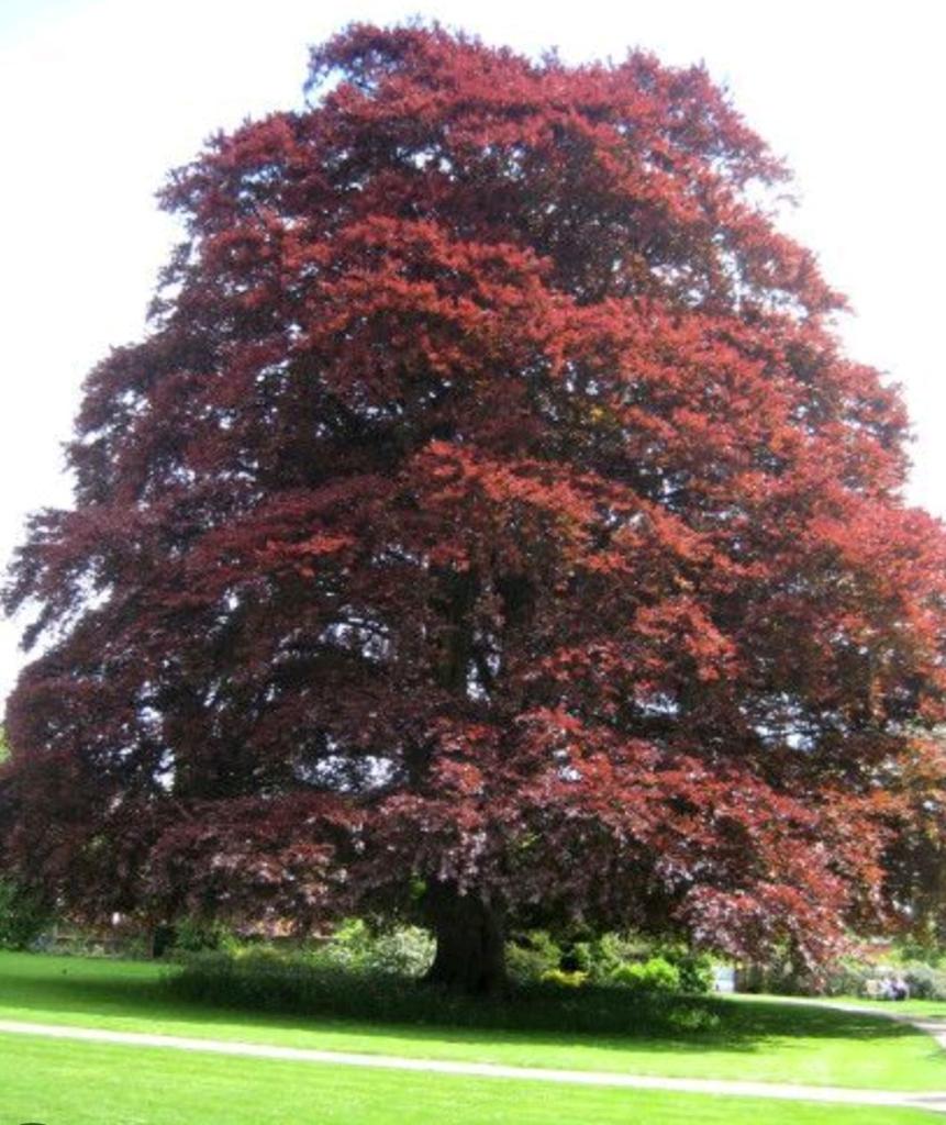 Rode Beukenboom - Fagus Sylvatica Atropunicea | 6 - 8 meter, Bloeit niet, Overige soorten, 400 cm of meer, Ophalen