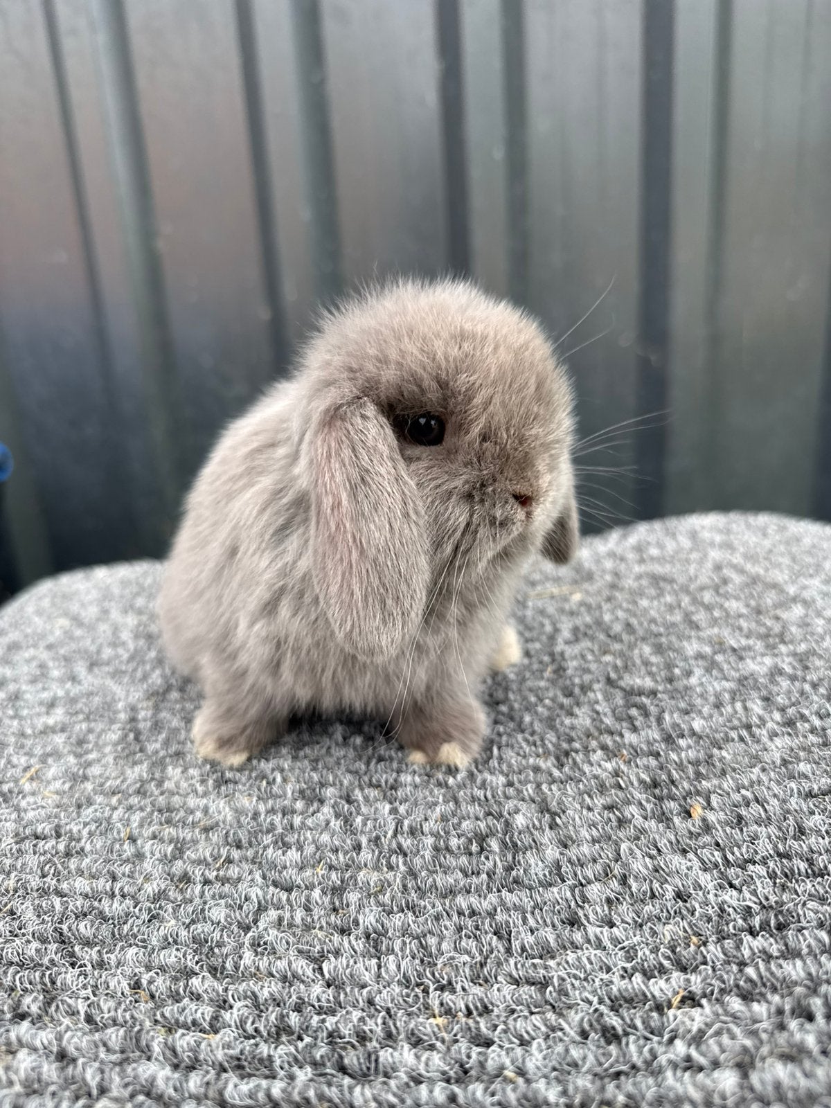 Lieve raszuivere minilop konijntjes, Dieren en Toebehoren, Meerdere dieren, Dwerg