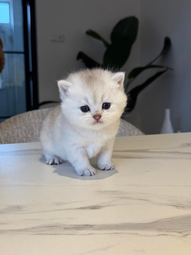 4 brits kittens, Dieren en Toebehoren, Katten en Kittens | Raskatten | Korthaar, Poes, 0 tot 2 jaar