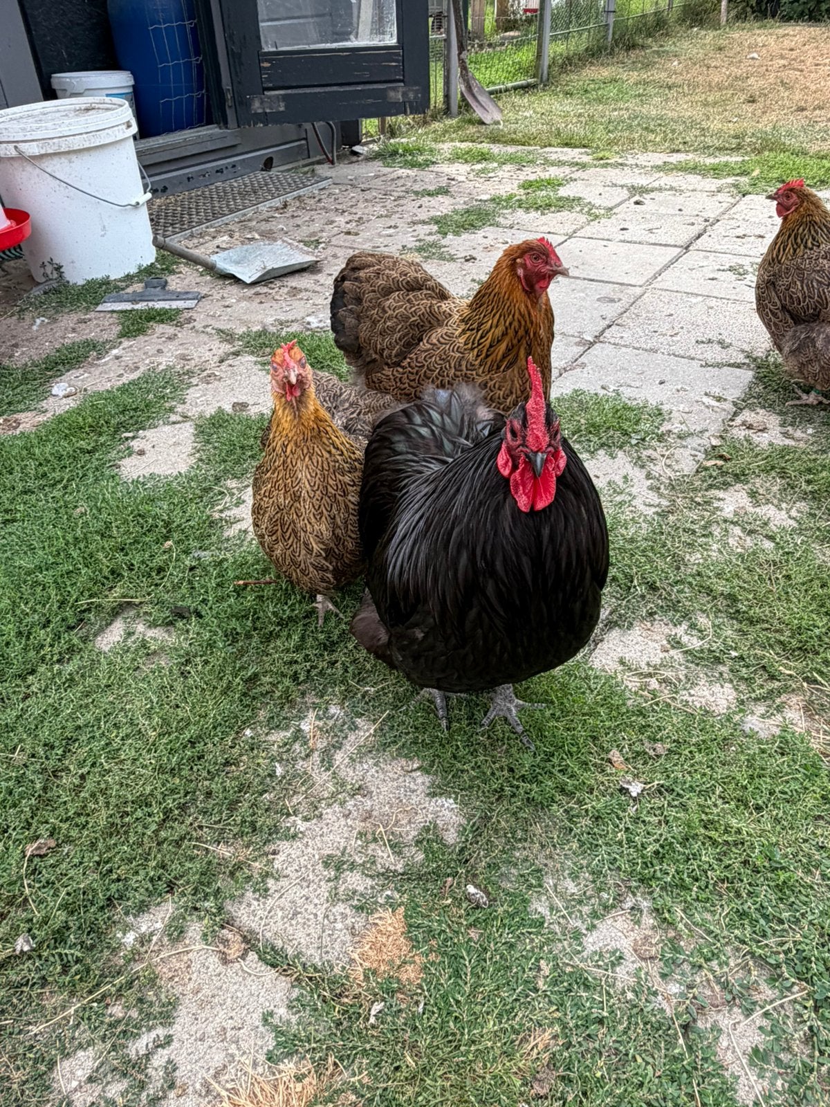 Trio Orpington krielen, Dieren en Toebehoren, Pluimvee, Meerdere dieren, Kip