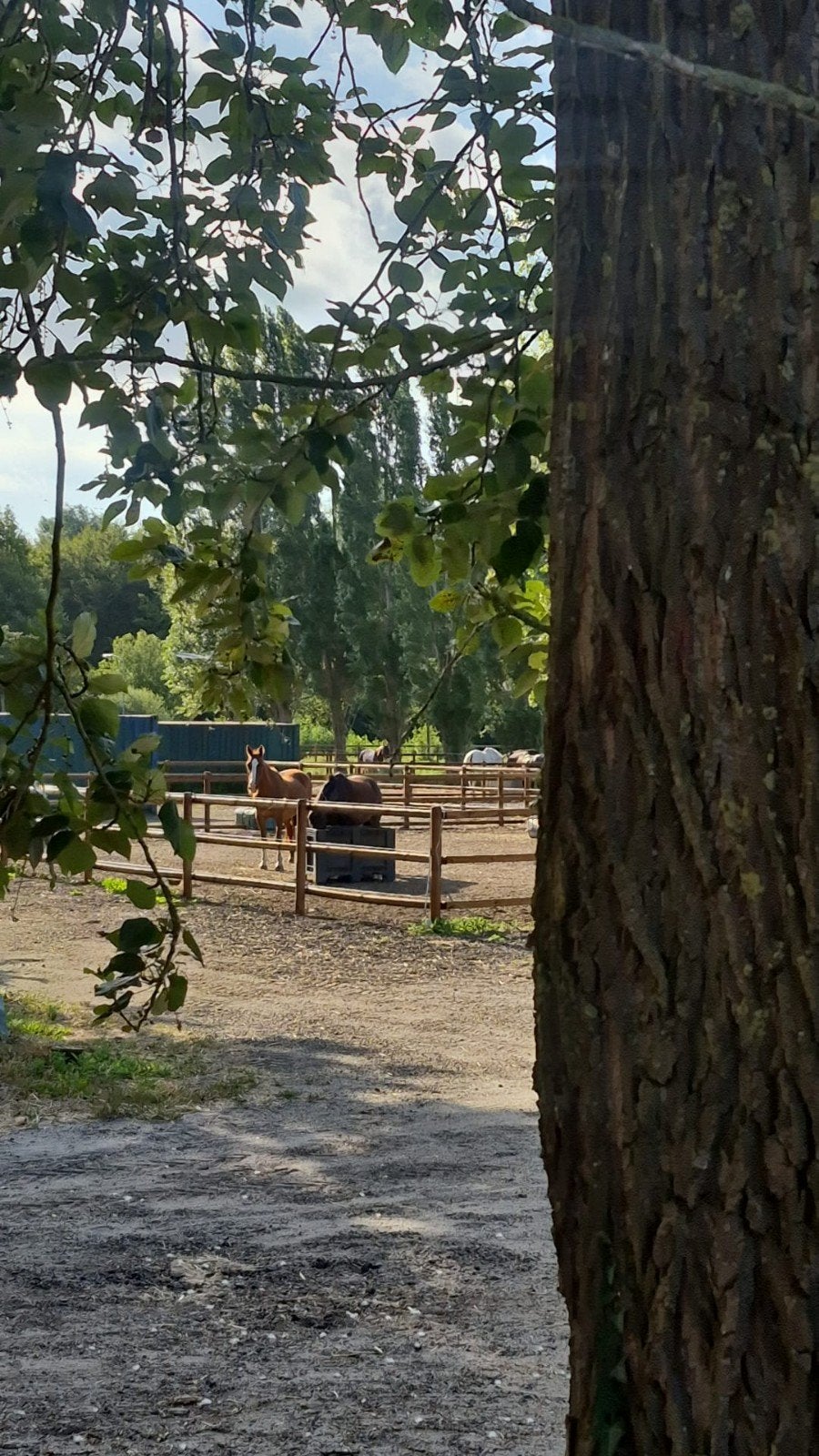 Hoogezand: mooie paddock plek beschikbaar, Stalling, 1 paard of pony