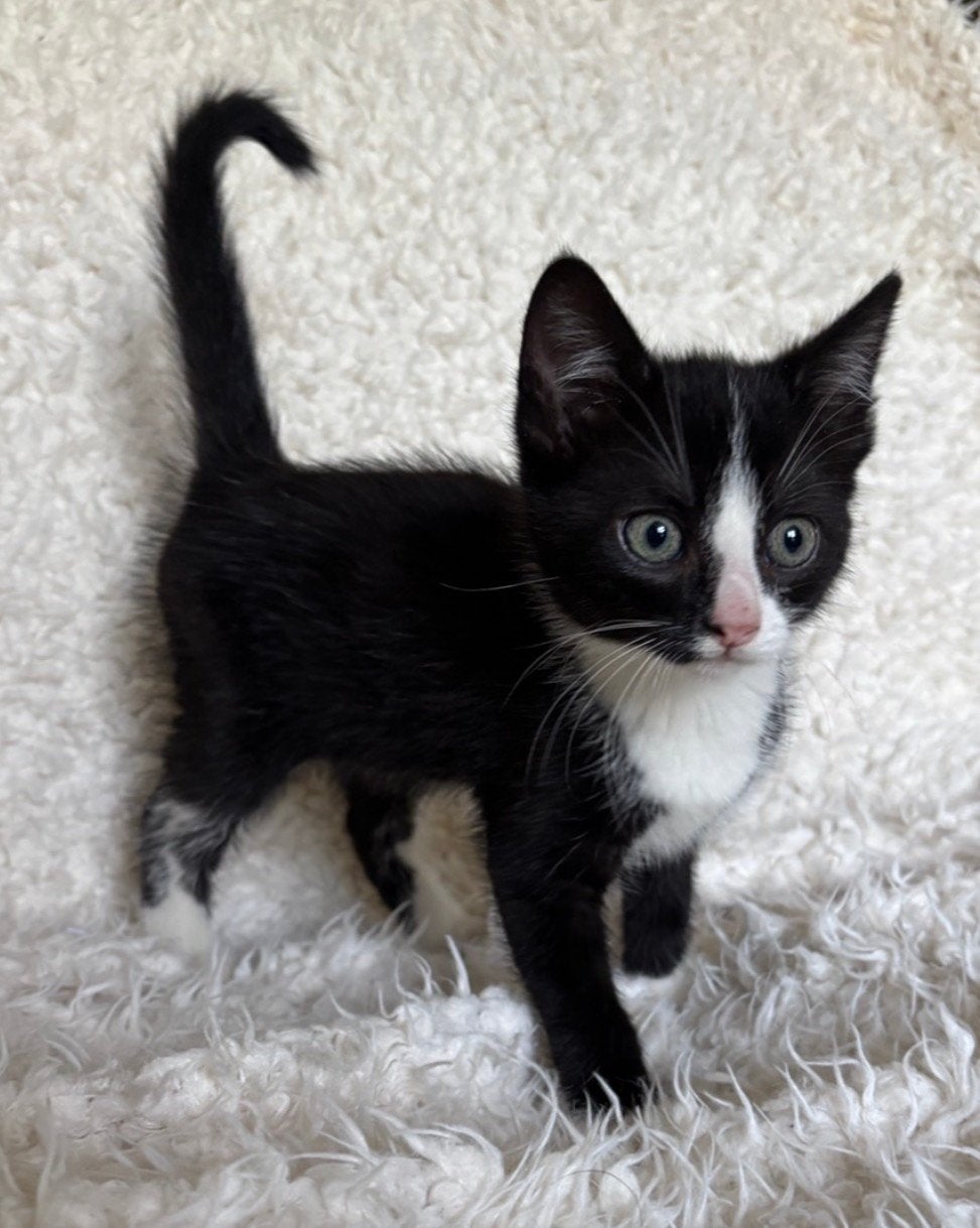 Superlieve boerderij kittens!, Meerdere dieren, Kortharig, 0 tot 2 jaar