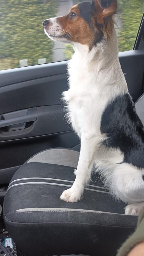 Dek reu zoekt leuk teefje, Reu, 1 tot 2 jaar, Parvo, Eén hond