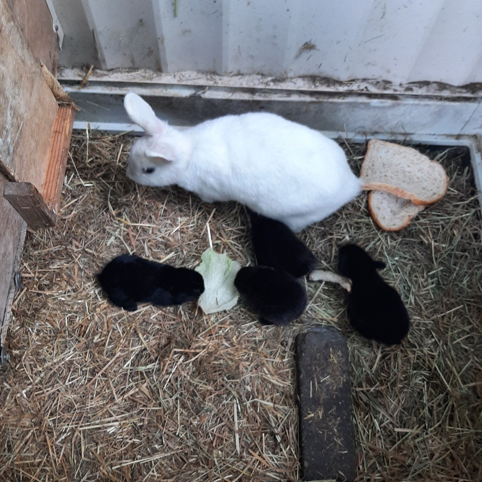 Lieve jonge zwarte konijntjes, Dieren en Toebehoren, Meerdere dieren