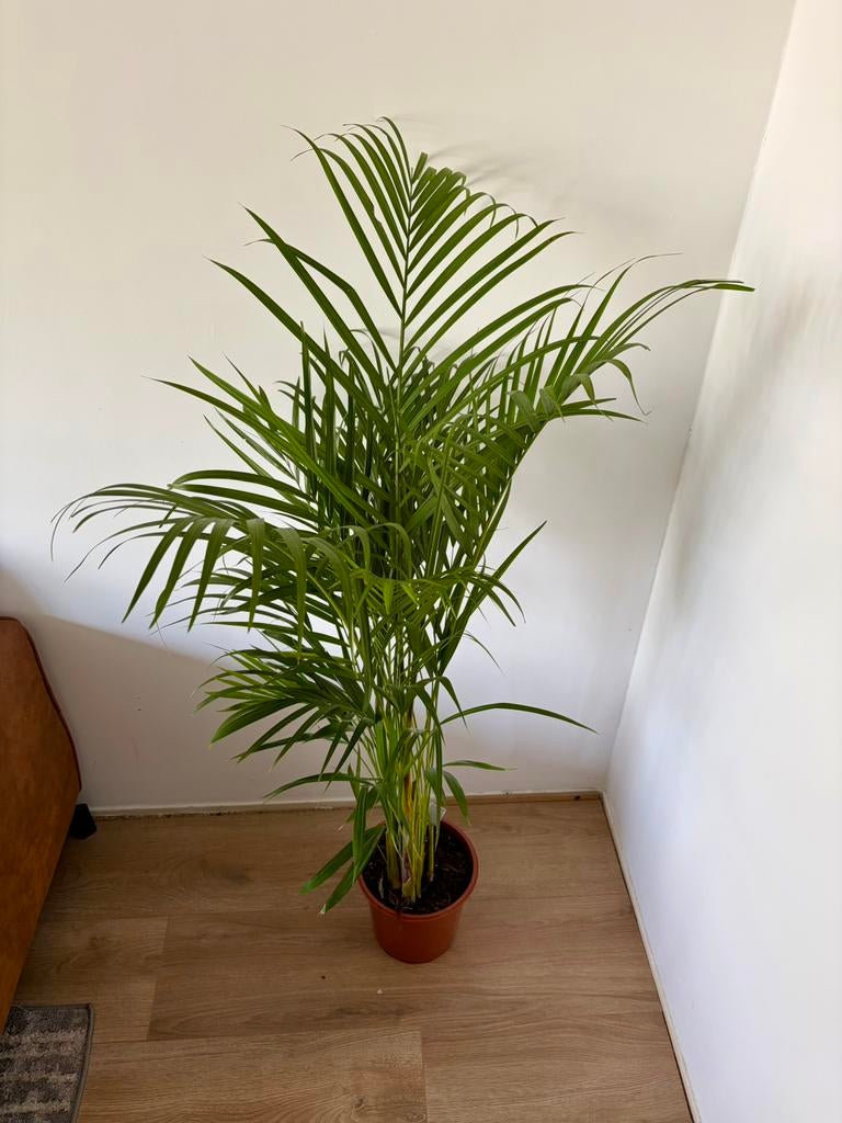 Areca palm. 140cm hoog., Huis en Inrichting, Kamerplanten, Ophalen, Halfschaduw