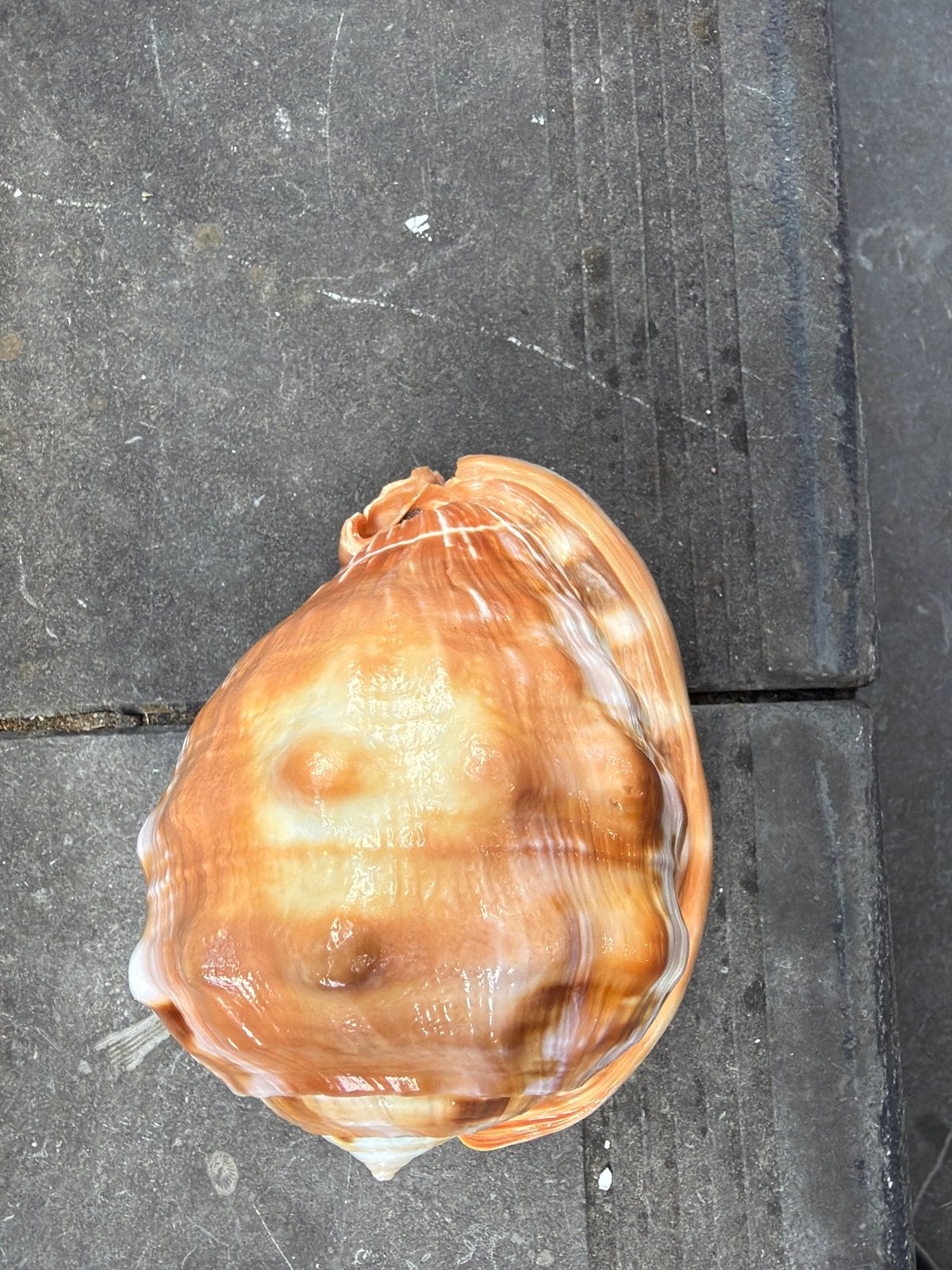 Grote, decoratieve zeeschelp - perfect voor verzamelaars, Ophalen of Verzenden, Nieuw