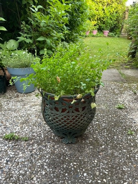 Bloempot/houder, Gebruikt, Rond, Minder dan 40 cm, Balkon