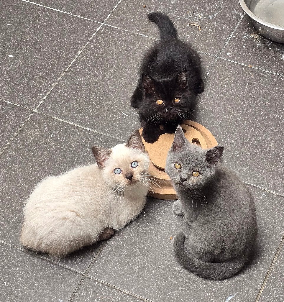 Britse Korthaar & BritXRagdoll kittens, Meerdere dieren, Ontwormd, 0 tot 2 jaar