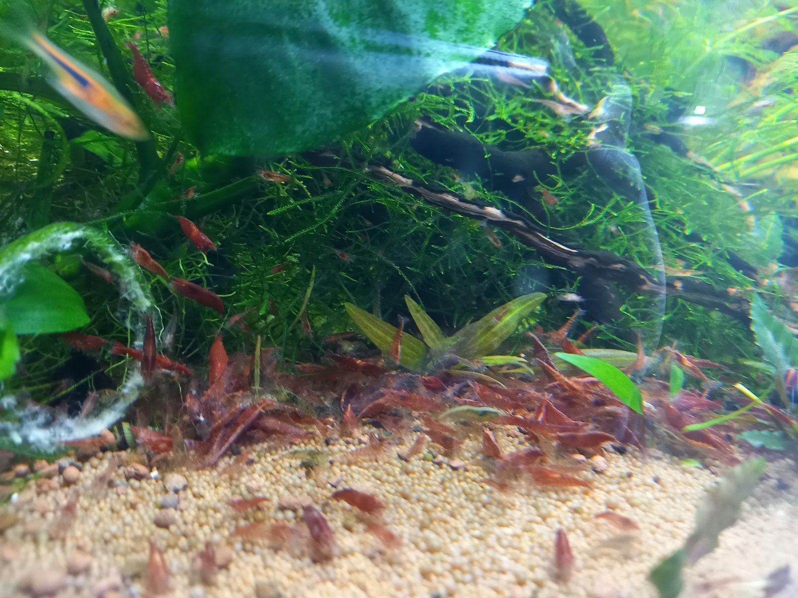 Vuurgarnalen (neocaridina garnalen), Dieren en Toebehoren, Kreeft, Krab of Garnaal