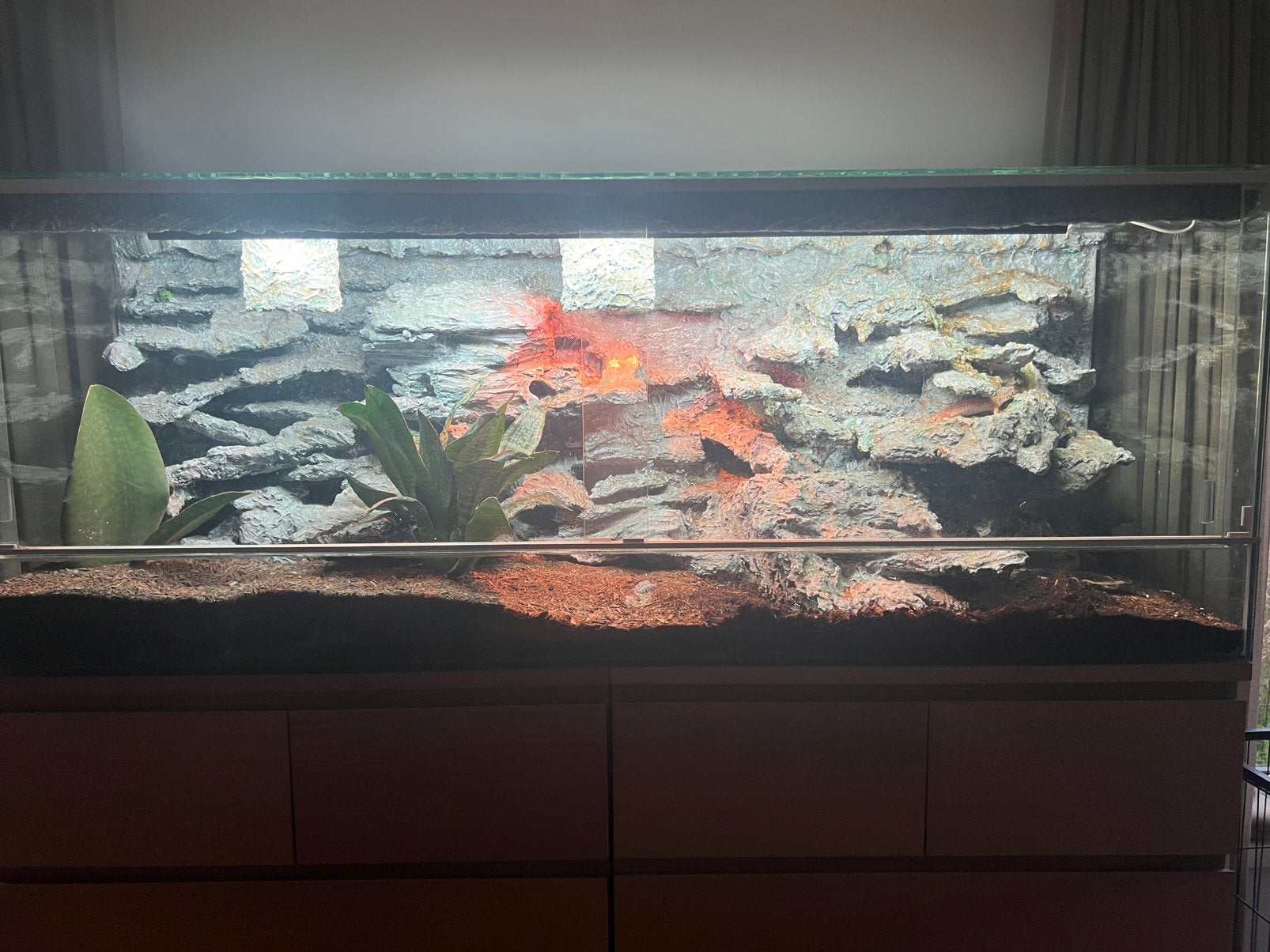 Schneiderskinken met terrarium 160 (mogelijkheid tot kweken), Ophalen, Terrarium of Paludarium