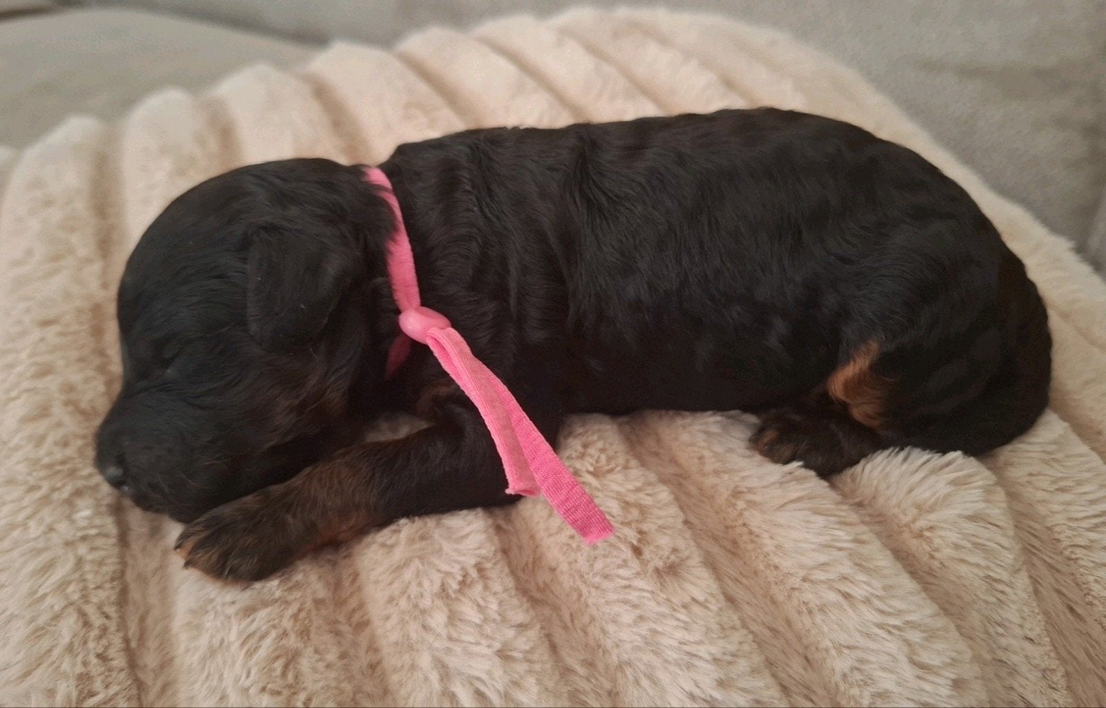 🩷💙 WIJ ZIJN GEBOREN! Toy / dwerg poedel pups STAMBOOM 🩷💙, Dieren en Toebehoren, Poedel, Parvo, 8 tot 15 weken, Meerdere
