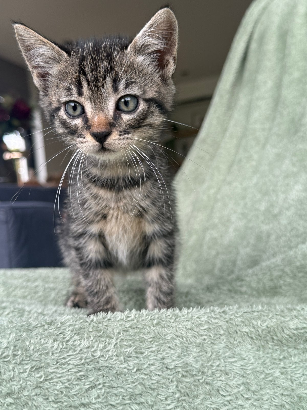 Werkelijk prachtige kittens, Meerdere dieren