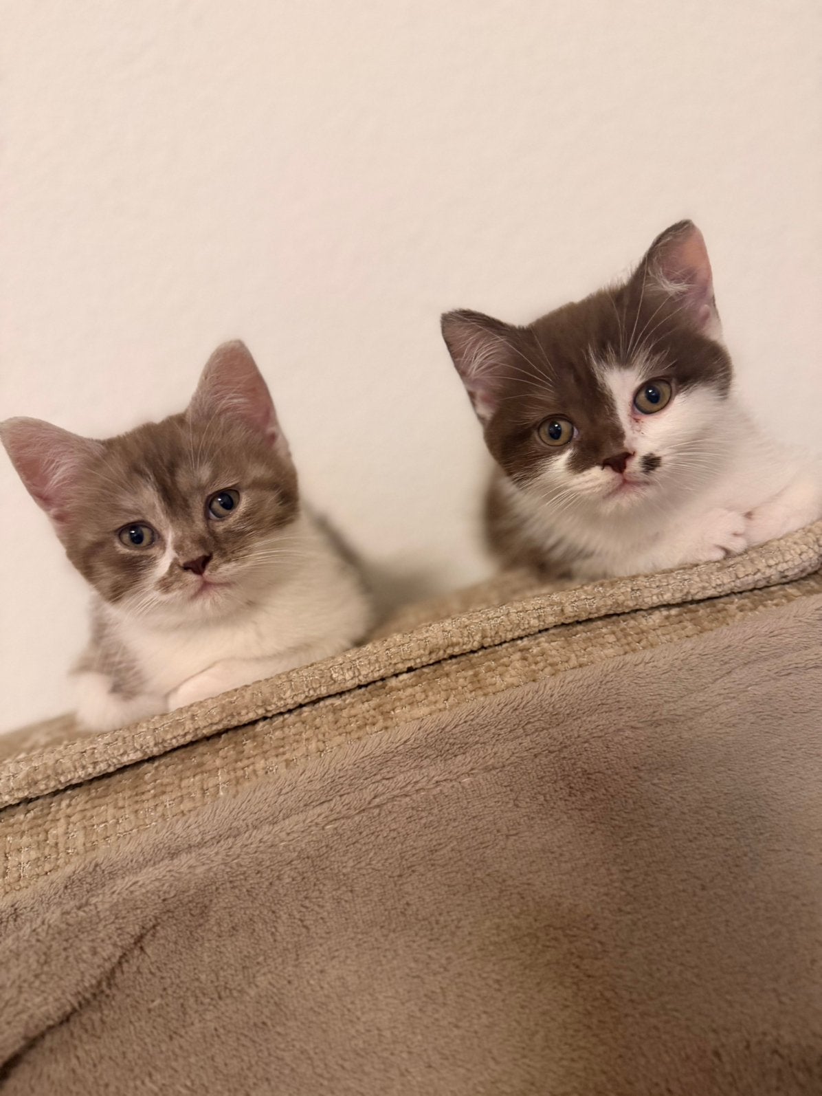 Ragdoll x britse korthaar kittens, Dieren en Toebehoren, Meerdere dieren, Gechipt