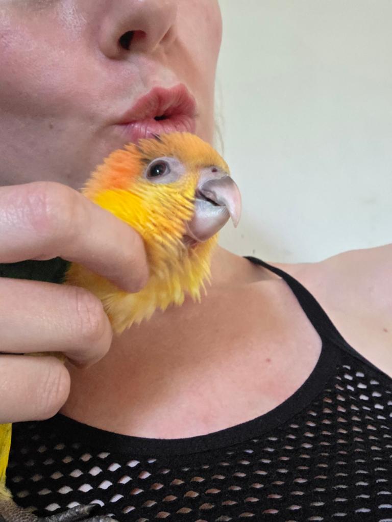Dixie de liefste roestkop Caique baby zelfstandig, Mannelijk, Papegaai