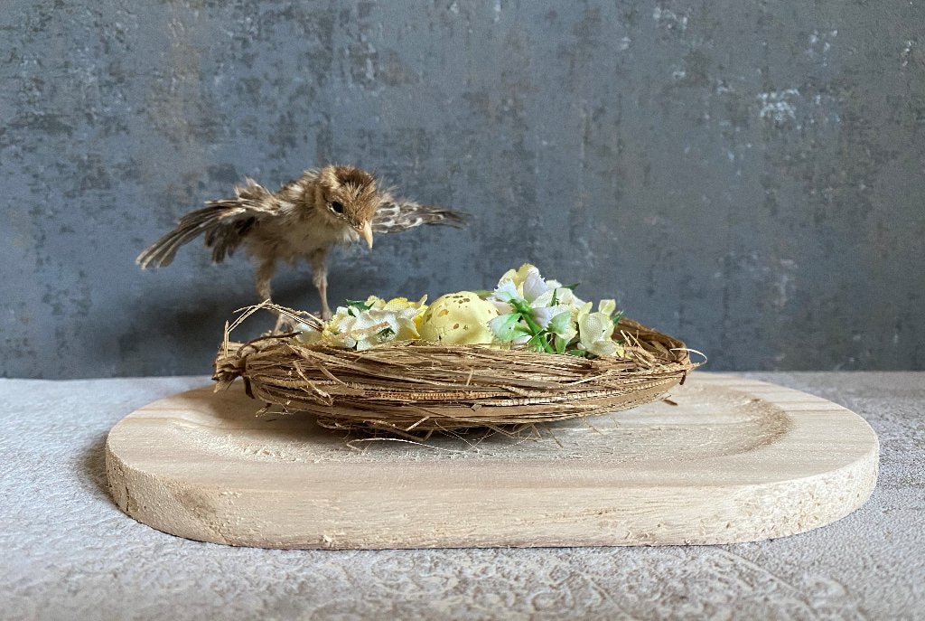Opgezet pauwenkuiken - taxidermie - rariteiten, Verzamelen, Ophalen of Verzenden, Opgezet dier