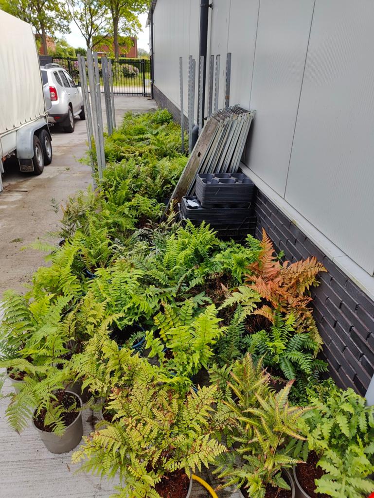 Voordelige Restpartij winterharde Tuinvarens 33 soorten, Tuin en Terras, Planten | Bomen, In pot, Bloeit niet, Halfschaduw, Minder dan 100 cm