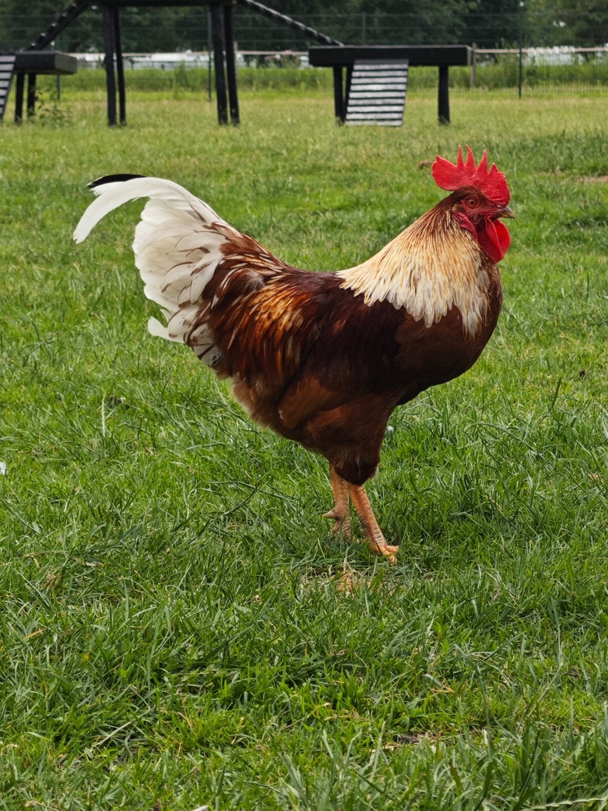 Sierlijke haan, Dieren en Toebehoren, Mannelijk, Kip