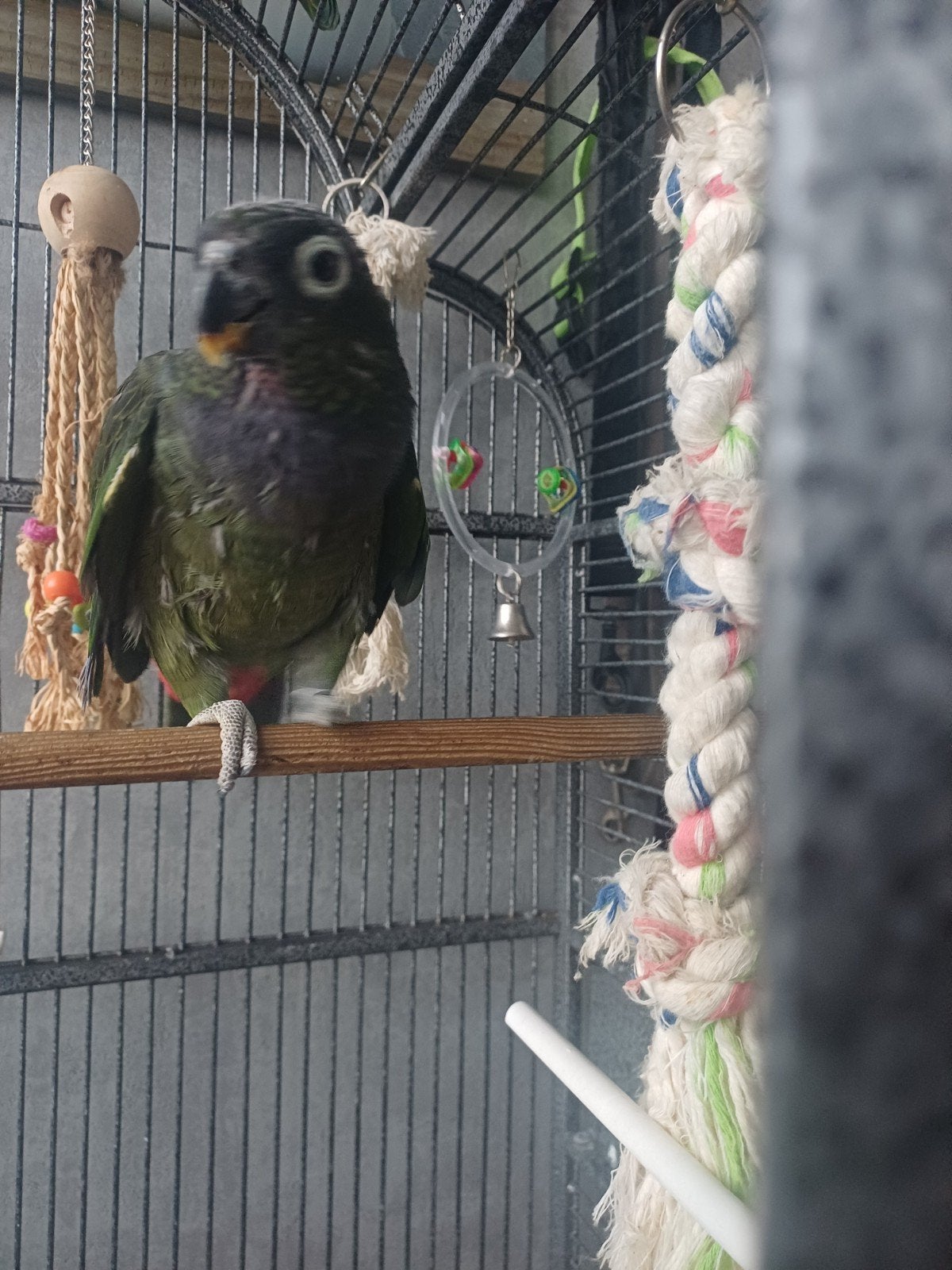 Tamme pionus  maximiliani, Vrouwelijk, Papegaai, Geringd