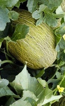 Zaden Piel de sapo meloen, Ophalen of Verzenden, Zaad
