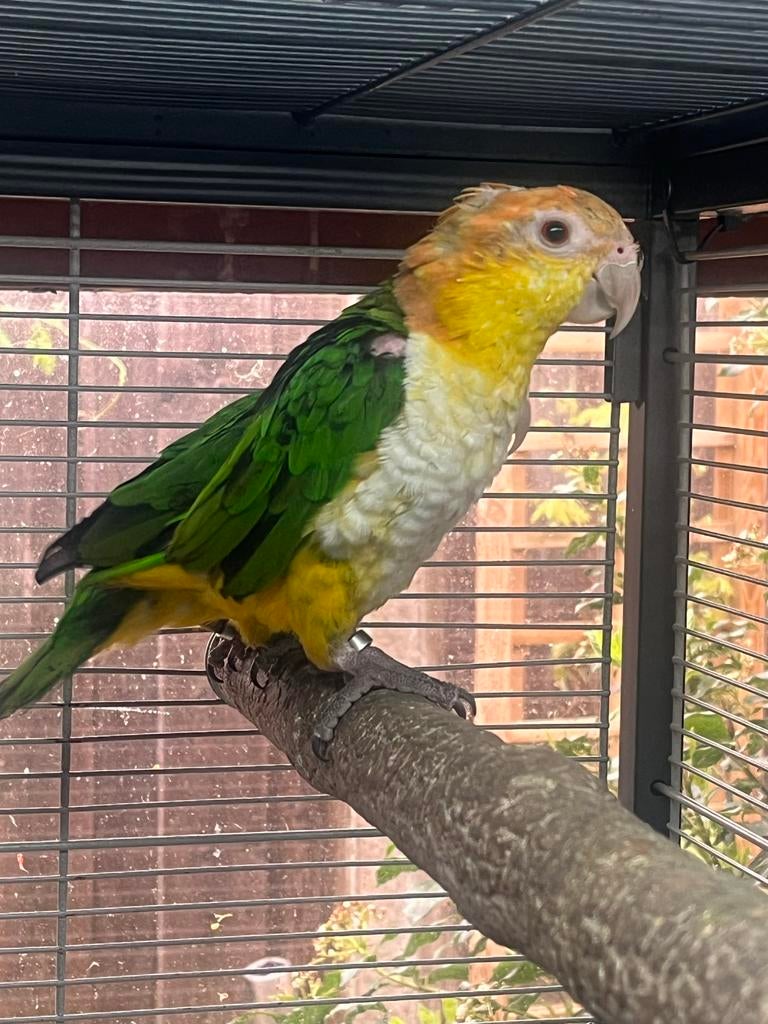 Roestkopcaique half Tam, Vrouwelijk, Parkiet, Tam