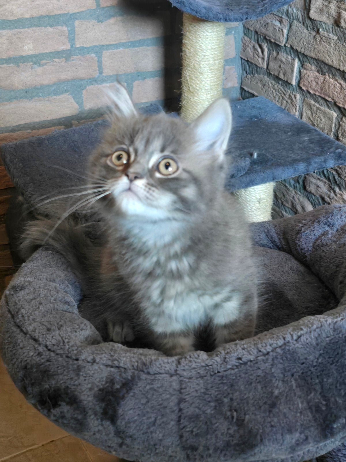 " Bob " Ragdoll x Maine coon kitten mag nu mee, Dieren en Toebehoren, Kater, Ontwormd, 0 tot 2 jaar