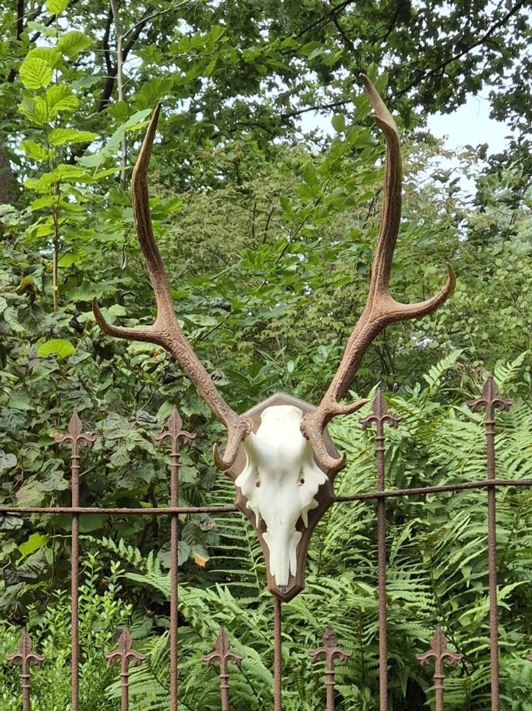 Edelhert gewei van de Veluwe geëxposeerd in Middachten 2018, Ophalen, Gebruikt, Hert, Gewei of Kop