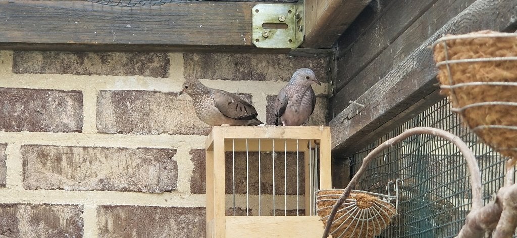 Musduifjes ( Columbina Passerina), Meerdere dieren, Tropenvogel, Geringd