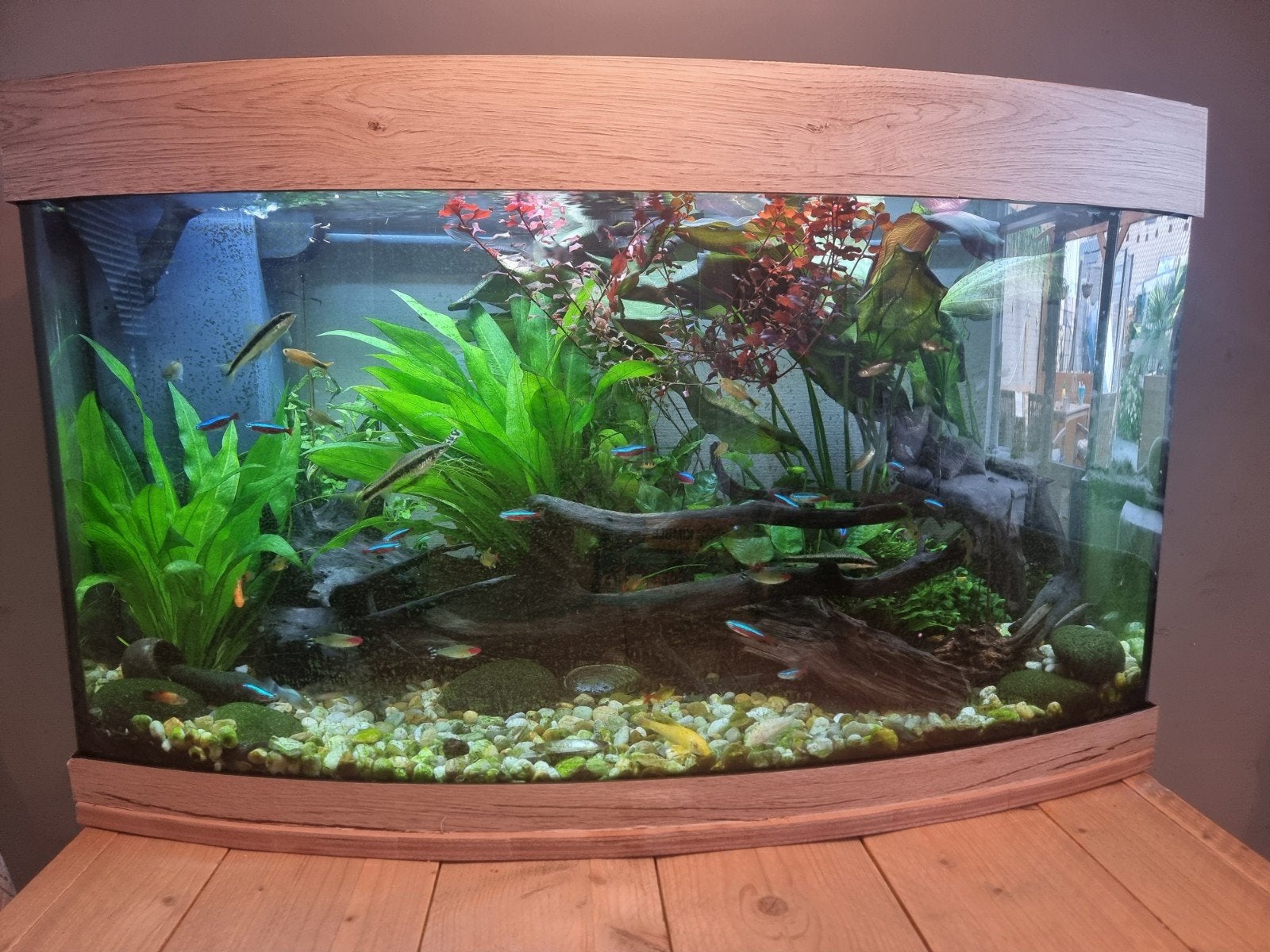 Juwel Vision aquarium Te Koop, Dieren en Toebehoren, Vissen | Aquaria en Toebehoren, Ophalen, Inclusief vissen, Juwel, Gevuld zoetwateraquarium