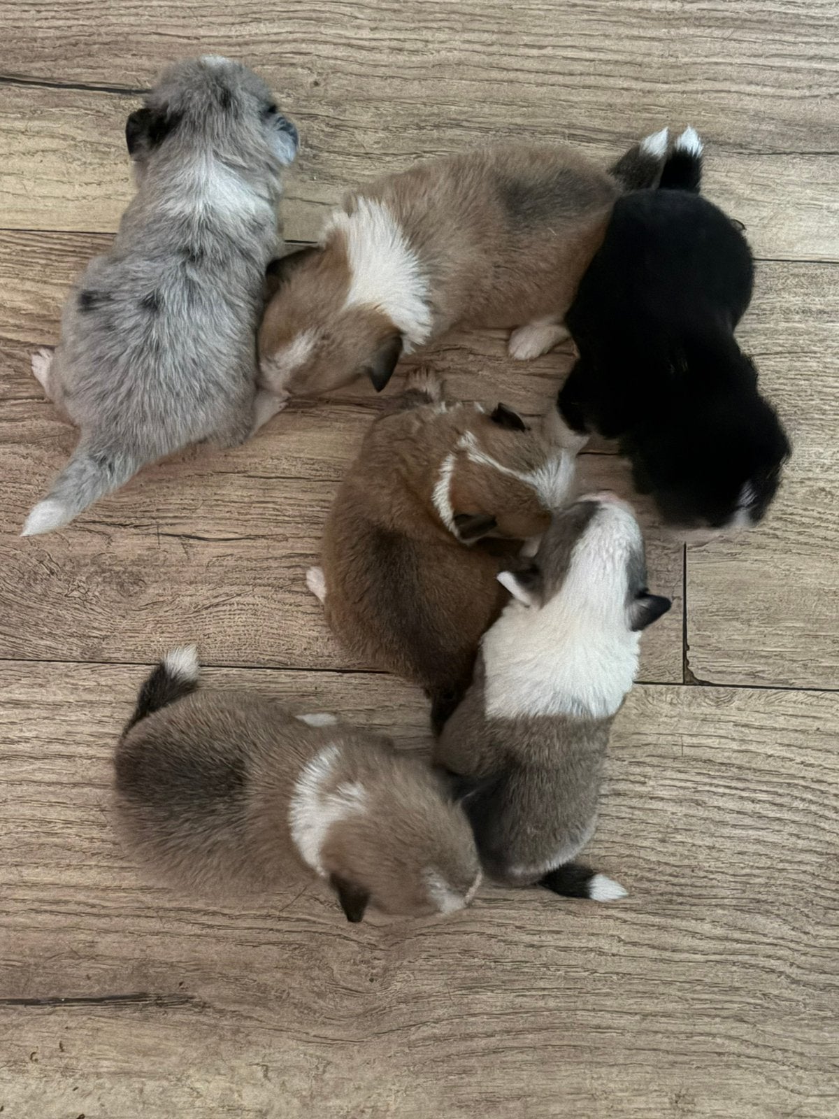Corgi x Pomeriaan pups te koop 🐾, Dieren en Toebehoren, Honden | Herdershonden en Veedrijvers, Parvo, Overige rassen, 8 tot 15 weken