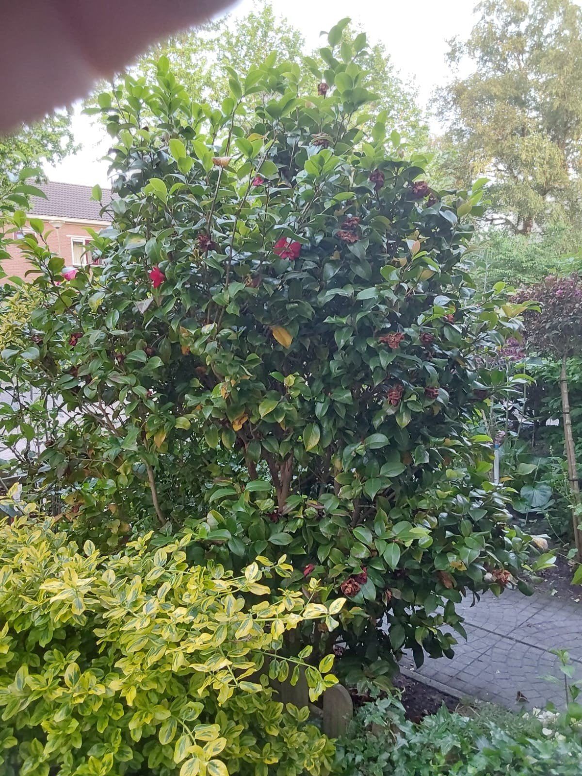 Camelia Japonica - Rode bloemen, winterhard, GRATIS OPHALEN, Ophalen