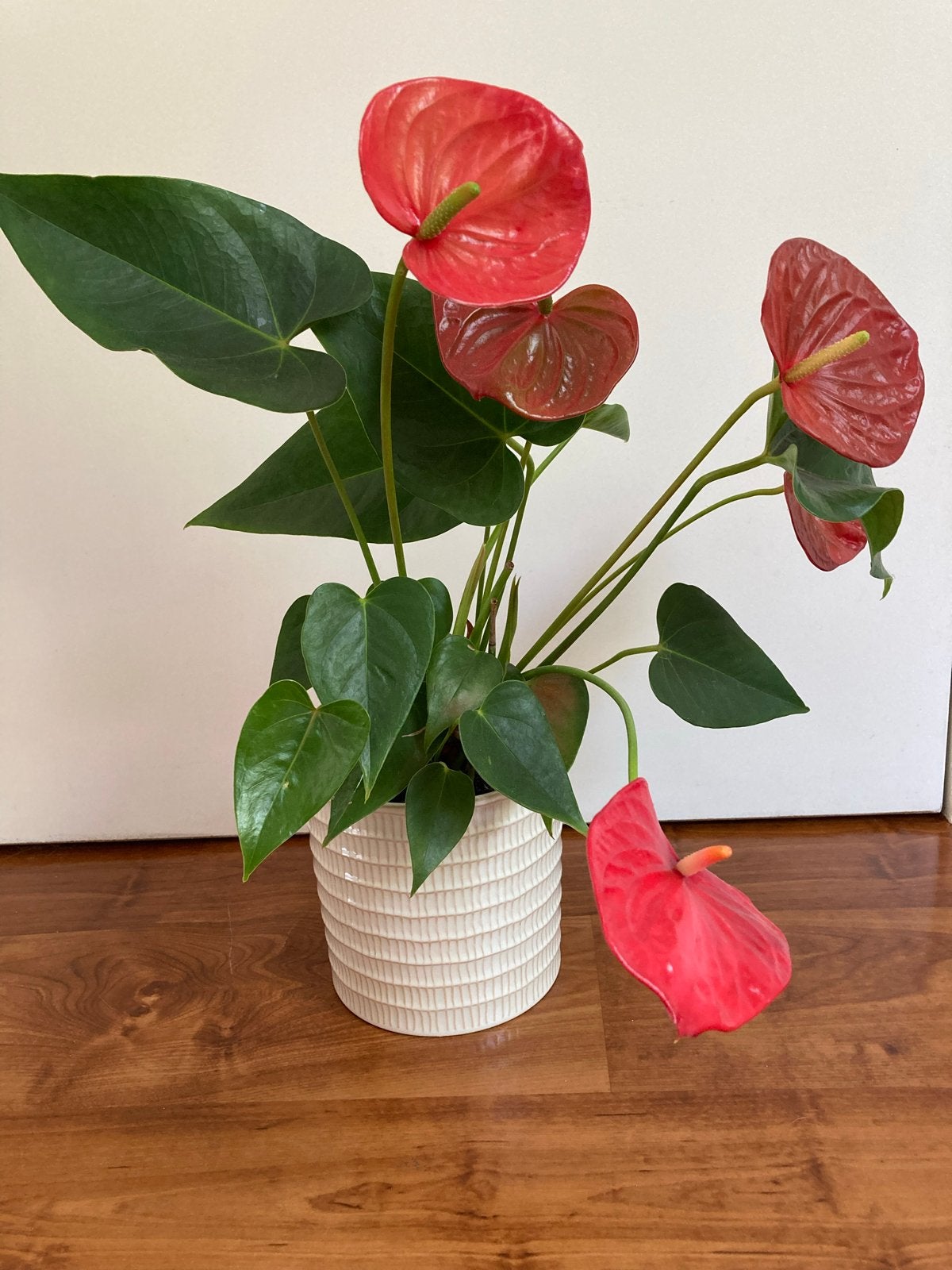 Anthurium plant met rode bloemen, incl. Pot aardewerk, Vaste plant, Halfschaduw, Zomer, Ophalen