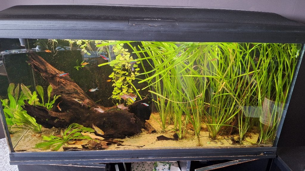 Compleet vissenbestand, Dieren en Toebehoren, Vis, Zoetwatervis