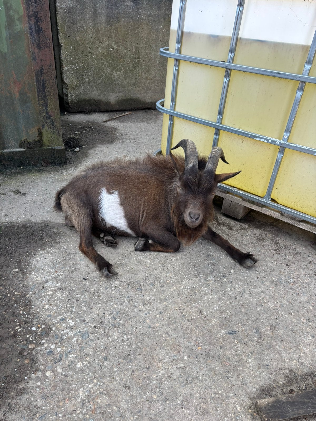 Bok te koop, Dieren en Toebehoren, Mannelijk, Geit