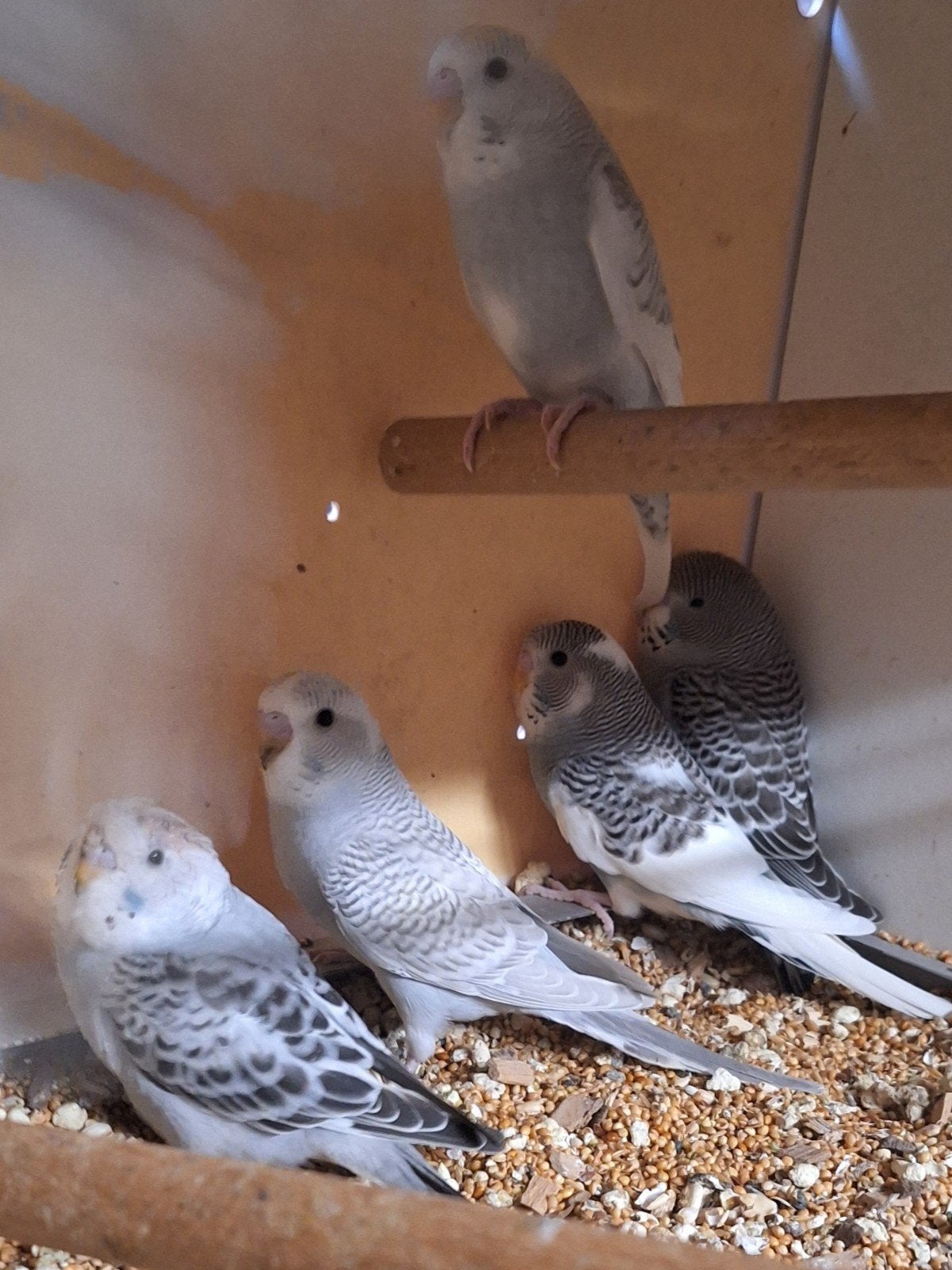 jonge grasparkieten, Dieren en Toebehoren, Meerdere dieren, Kleurkanarie