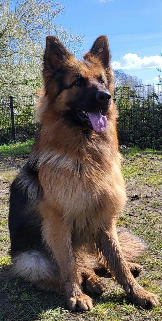 DekReu oud Duitse Herder, Reu, 1 tot 2 jaar, Eén hond, Nederland