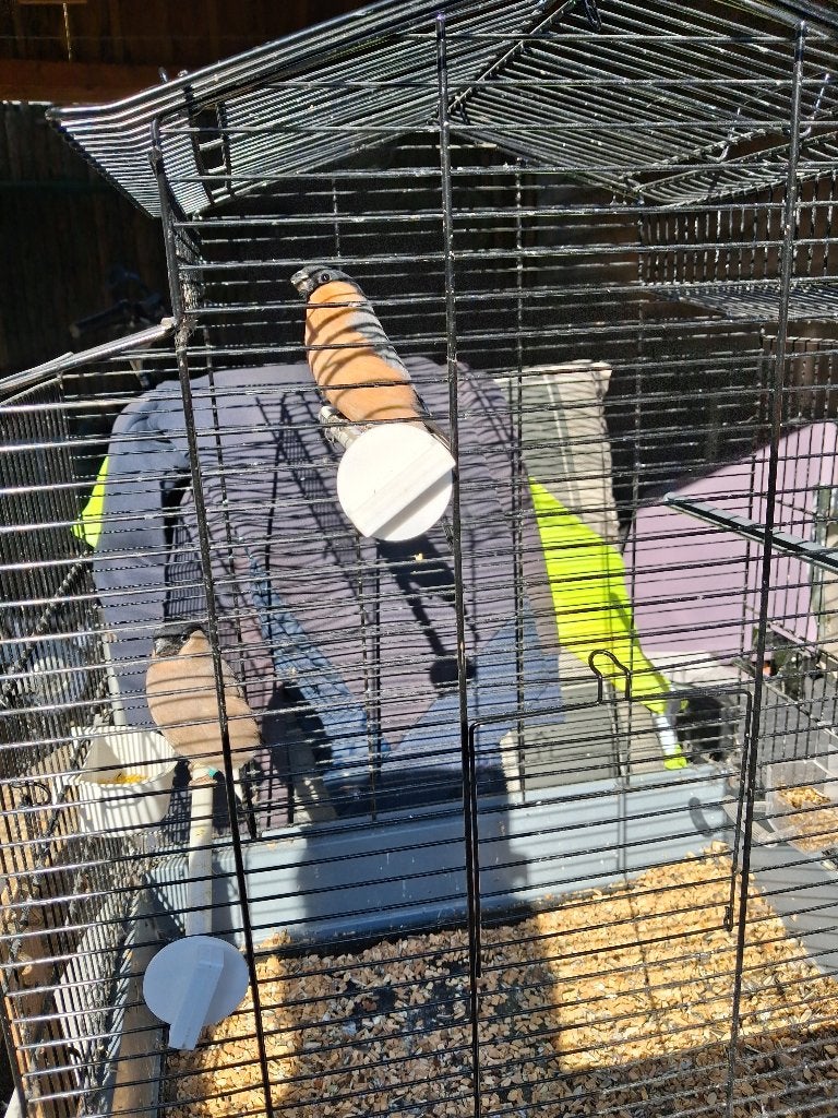 goudvinken, Dieren en Toebehoren, Meerdere dieren, Wildzangvogel, Geringd