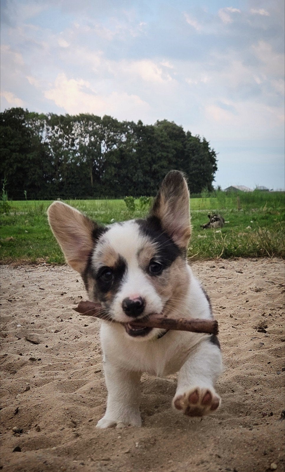 Zeldzaam knappe en hele lieve, Welsh Corgi Cardigan Pups️, Dieren en Toebehoren, Overige rassen, Teef, Meerdere, Nederland