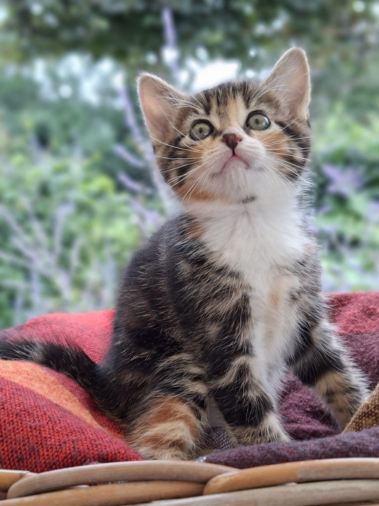 2 mooie kittens te koop, Dieren en Toebehoren, Katten en Kittens | Raskatten | Korthaar, Meerdere dieren, 0 tot 2 jaar, Ontwormd