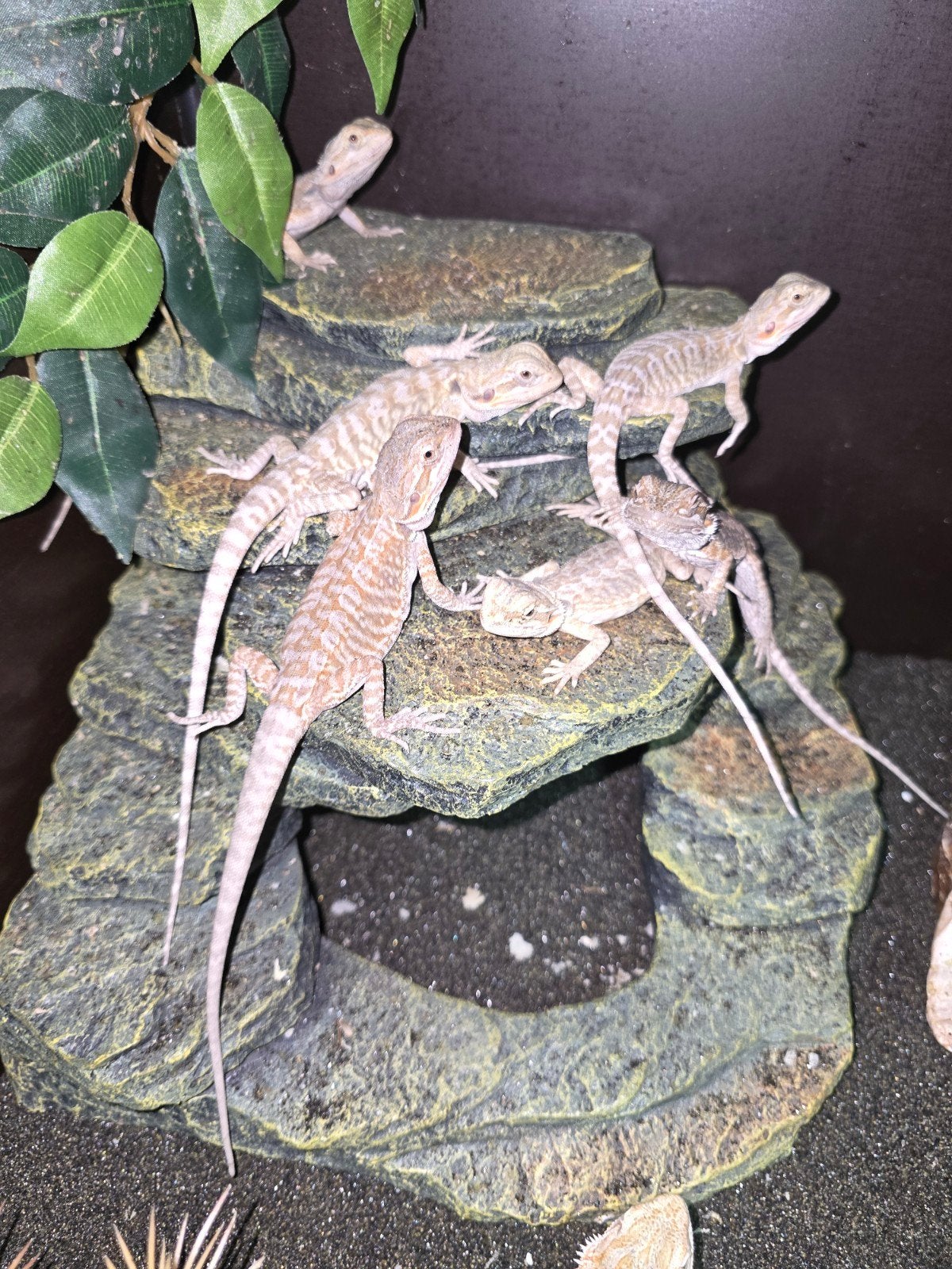 Actie! jonge  baardagamen witblits  x orange hypo leatherbac, Dieren en Toebehoren, Reptielen en Amfibieën, 0 tot 2 jaar