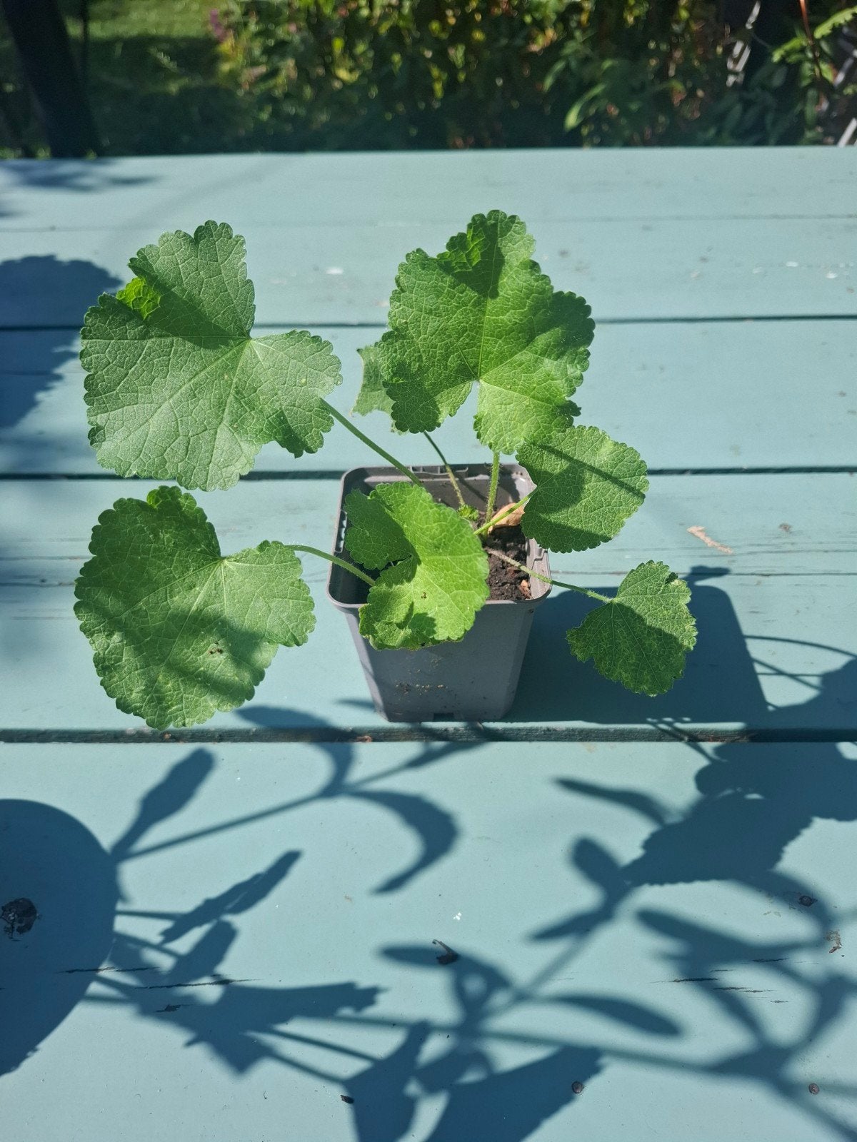 Jonge Stokroos plantjes (Alcea rosea) in kweekpotje, Tuin en Terras, Planten | Tuinplanten, Ophalen, Overige soorten, Volle zon