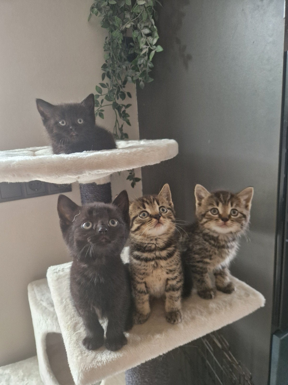 kittens met brits korthaar afkomst, Meerdere dieren