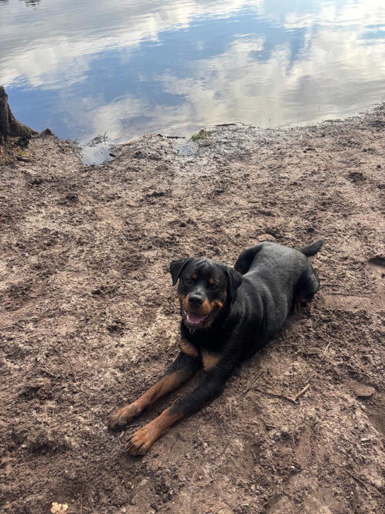 Gezonden rotweiler dekreu ter beschiking, Dieren en Toebehoren, Reu, 1 tot 2 jaar, Parvo, Eén hond
