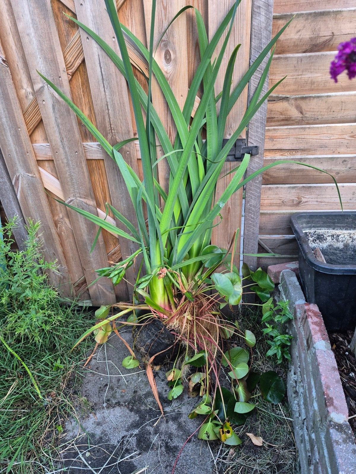 Vijverplanten, Tuin en Terras, Vijver-toebehoren, Ophalen