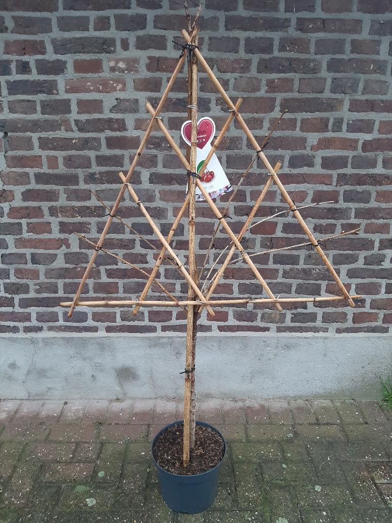 leifruitbomen in diverse soorten, Ophalen, Minder dan 100 cm, Overige soorten, Zomer