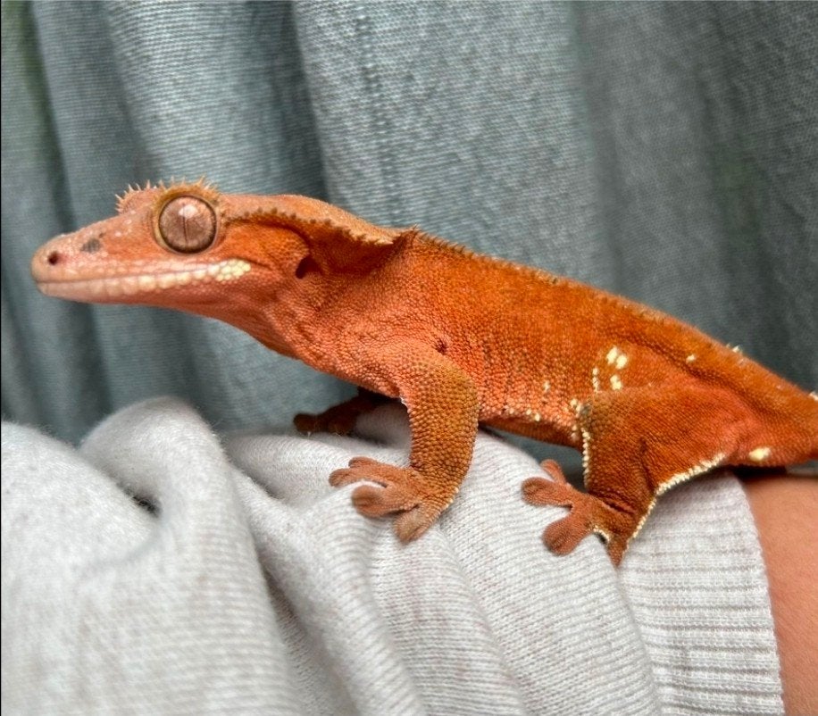 wimpergekko dame inclusief terrarium, Hagedis, 3 tot 6 jaar