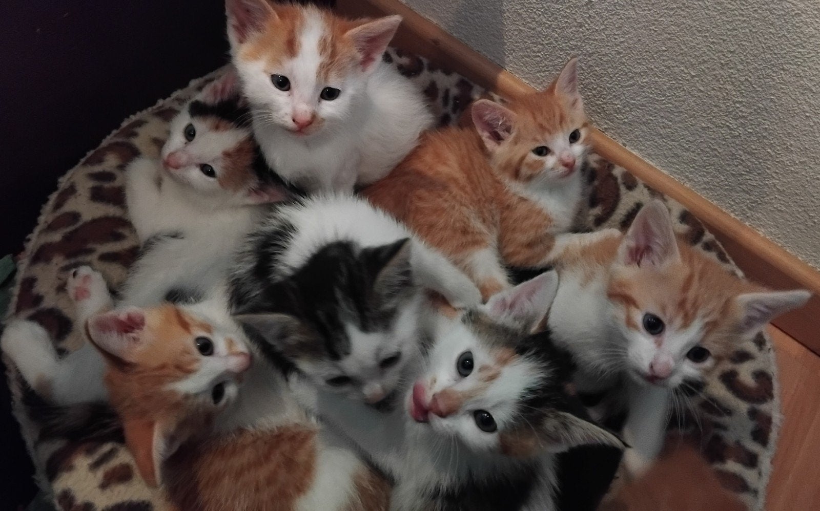 Lieve kittens lapjespoesje en rode katertjes, Meerdere dieren