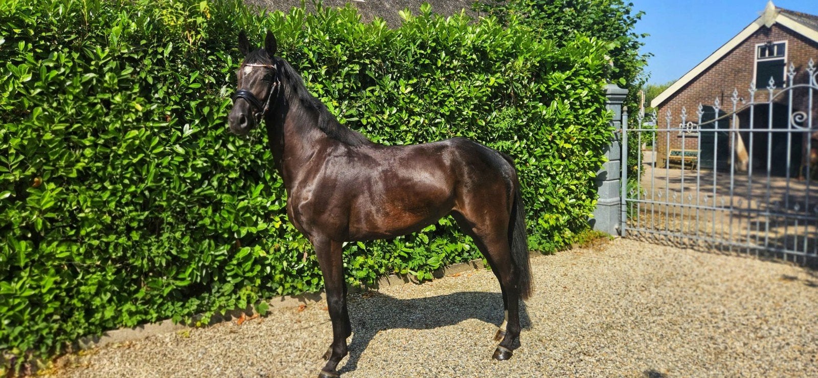 Meer paarden te koop, Dieren en Toebehoren, Merrie, 3 tot 6 jaar