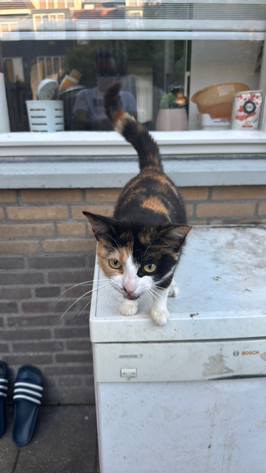 Poes te koop 2 stuks, Dieren en Toebehoren, Katten en Kittens | Overige Katten, Meerdere dieren